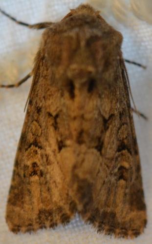 Réf. 267 630 : Luperina testacea
